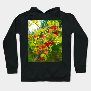 Hawthorn Hoodie